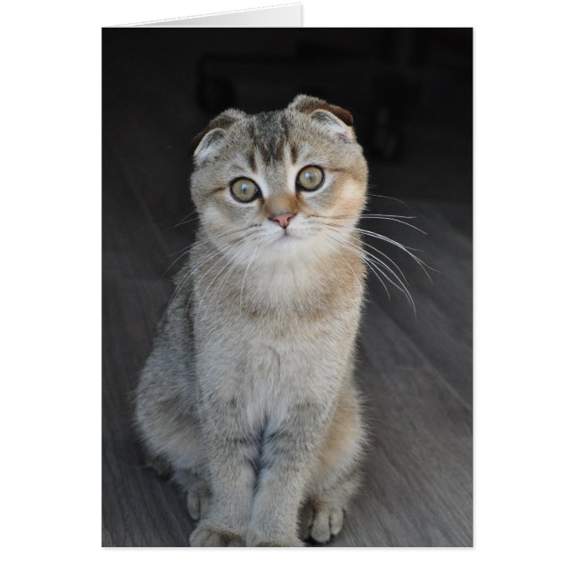 Noodles the Scottish Fold looking innocent (Front)
