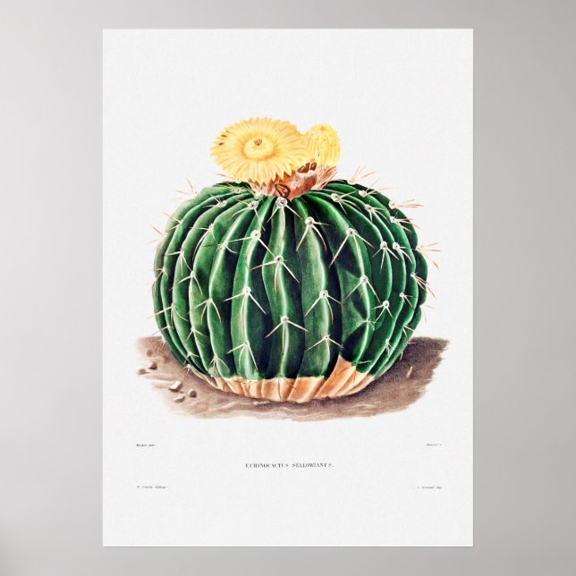 Nopal Drawing of a Cactus Flower Cactus Plant Imag Poster (Front)