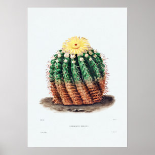 Nopal Drawing of a Cactus Flower Cactus Plant Imag Poster