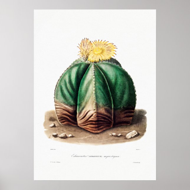 Nopal Drawing of a Cactus Flower Cactus Plant Imag Poster (Front)