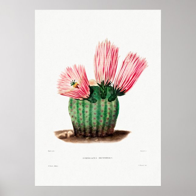 Nopal Drawing of a Cactus Flower Cactus Plant Imag Poster (Front)