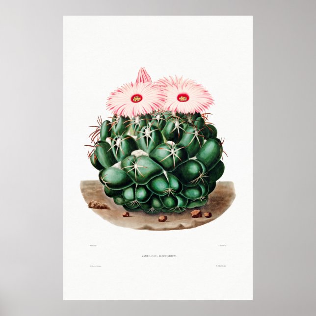 Nopal Drawing of a Cactus Flower Cactus Plant Imag Poster (Front)