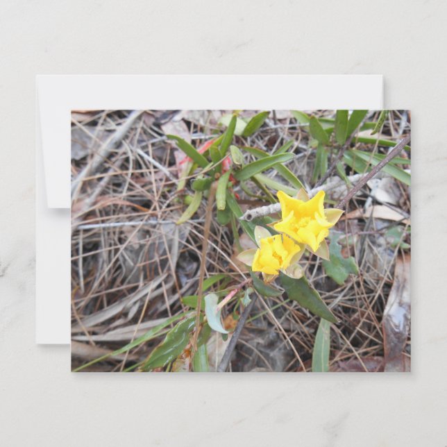 Nophis Thank You Card (Front)