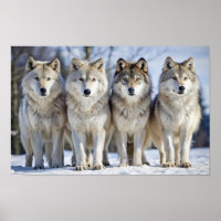 Nordic Wolf Pack Winter Snow Nature Wall Art