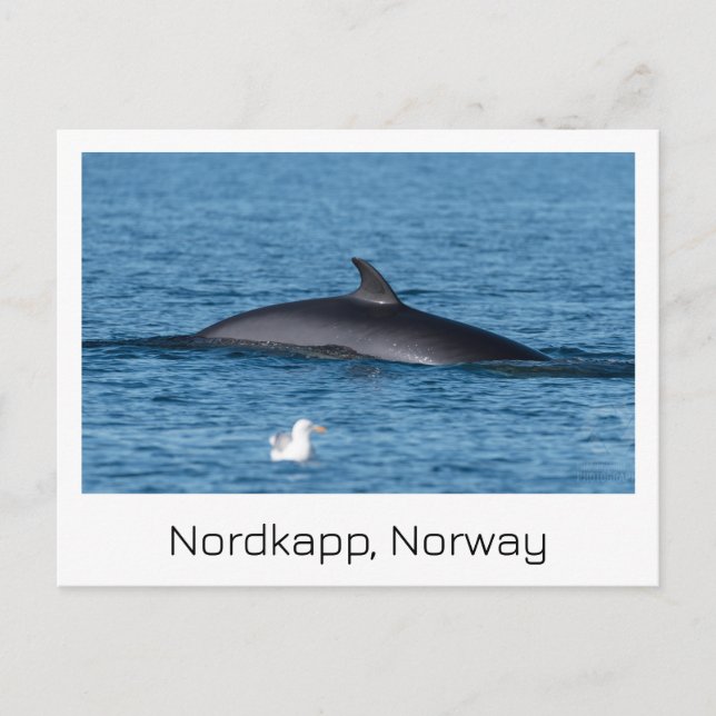 Nordkapp, Norvège carte postale souvenir. (Devant)