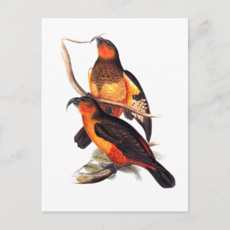 Norfolk Island Kaka Postcard
