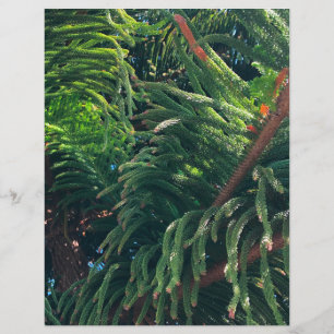 Norfolk Island Pine