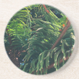 Norfolk Island Pine Coaster