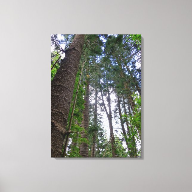 Norfolk Island Pine Trees Canvas Print (Front)