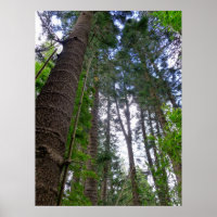 Norfolk Island Pine Trees