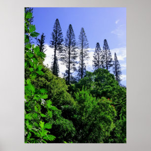 Norfolk Island Pine Trees Poster
