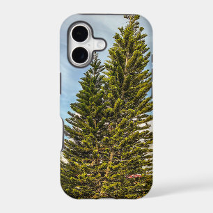 Norfolk Island Pines