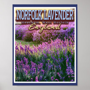 NORFOLK LAVENDER - LAVENDER FIELD NORFOLK ENGLAND POSTER