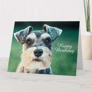 Norfolk Terrier Card
