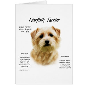 Norfolk Terrier Conception historique