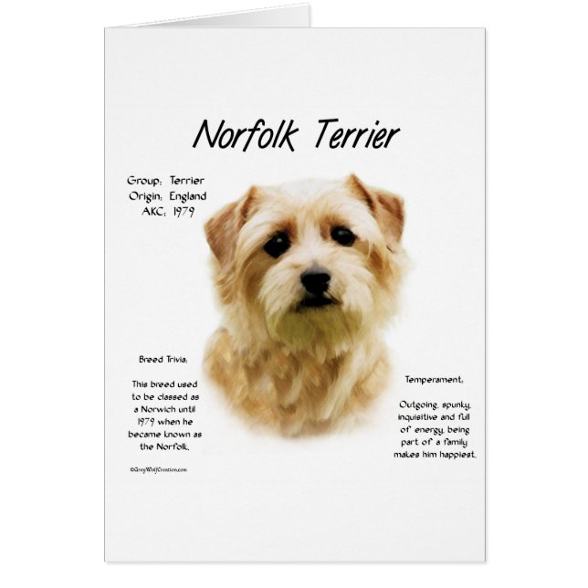 Norfolk Terrier Conception historique (Devant)