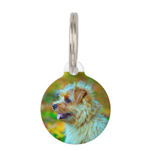 Norfolk terrier Dog. Pet Tag
