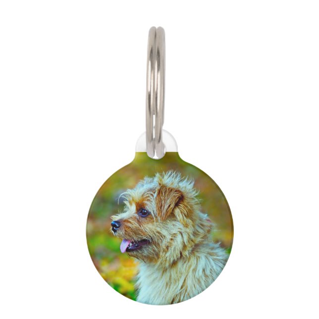 Norfolk  terrier Dog. Pet Tag (Front)