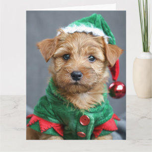 Norfolk Terrier Elf Puppy Christmas Card