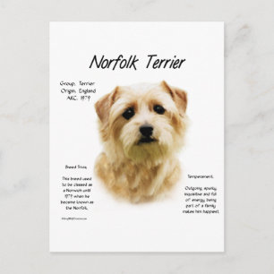 Norfolk Terrier History Design Postcard