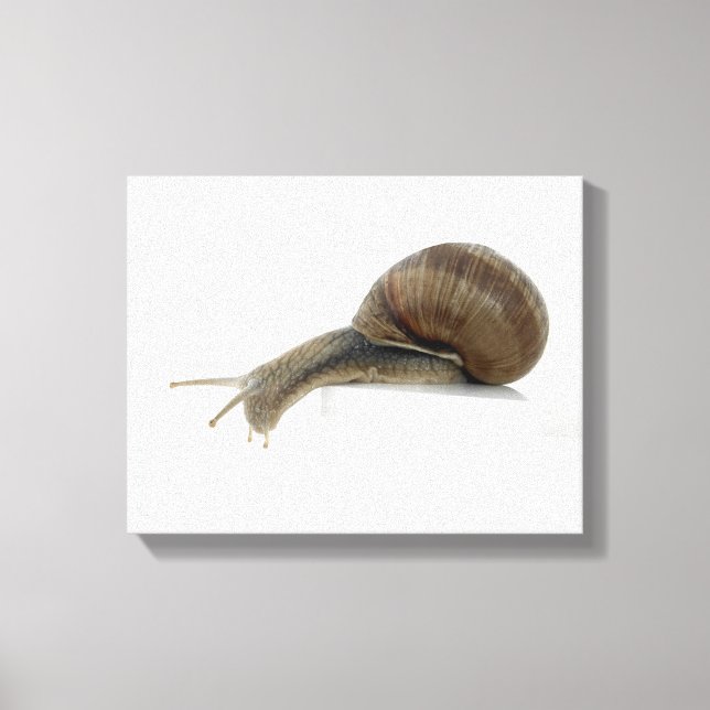 Normalsnail Canvas Print (Front)