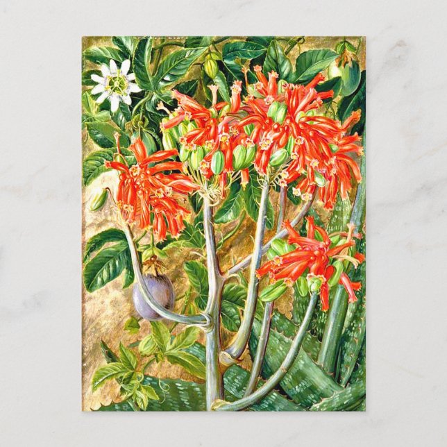 North - Aloe and Passion Flower, South Africa, Postcard (Front)