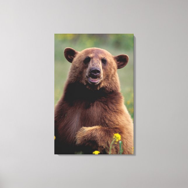 North America, California, cinnamon Black bear Canvas Print (Front)
