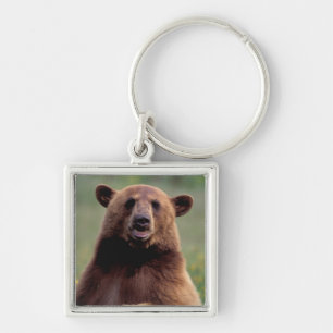 North America, California, cinnamon Black bear Keychain