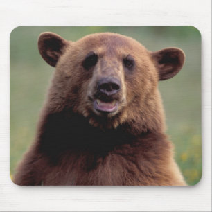 North America, California, cinnamon Black bear Mouse Pad