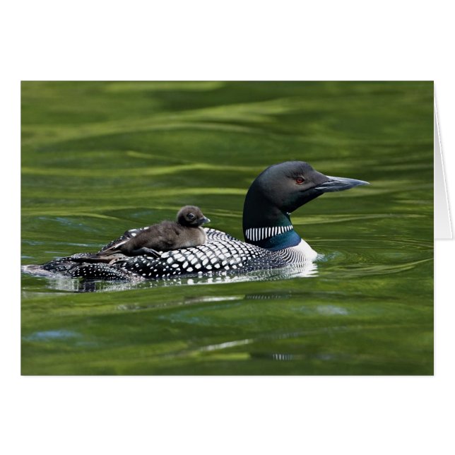 North America, Canada, British Columbia, Lac Le (Front Horizontal)