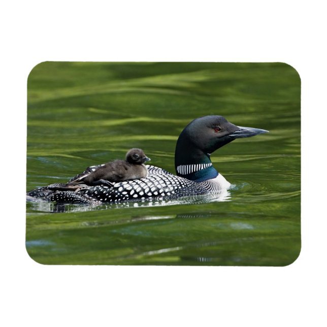 North America, Canada, British Columbia, Lac Le Magnet (Horizontal)