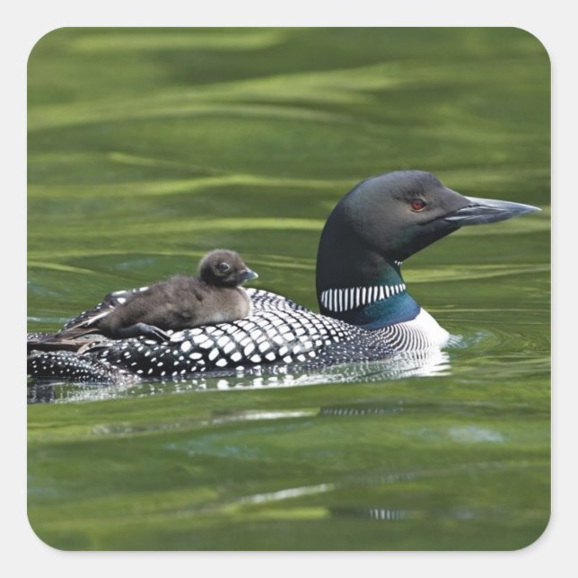 North America, Canada, British Columbia, Lac Le Square Sticker (Front)