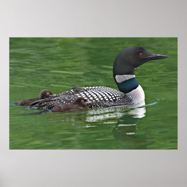 North America, Canada, British Columbia Poster (Front)