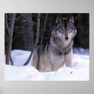 North America, Canada, Eastern Canada, Gray wolf Poster