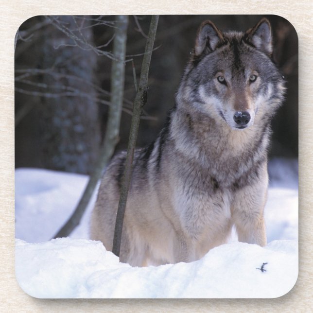 North America, Canada, Eastern Canada, Grey wolf Coaster (Front)