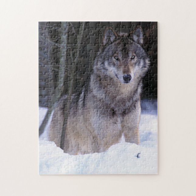 North America, Canada, Eastern Canada, Grey wolf Jigsaw Puzzle (Vertical)