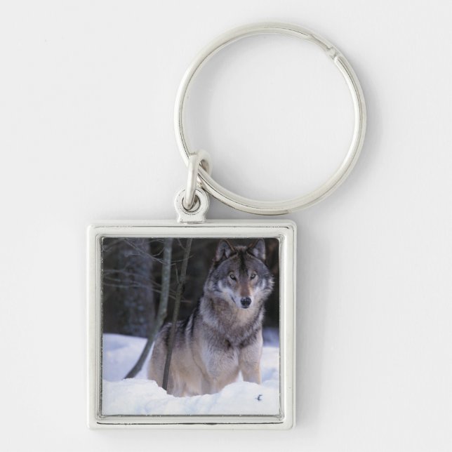 North America, Canada, Eastern Canada, Grey wolf Keychain (Front)