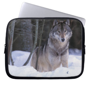 North America, Canada, Eastern Canada, Grey wolf Laptop Sleeve