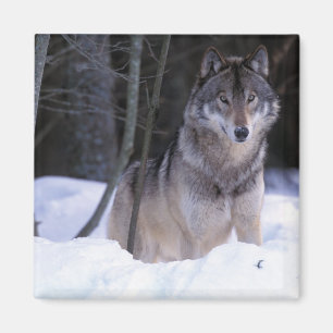 North America, Canada, Eastern Canada, Grey wolf Magnet