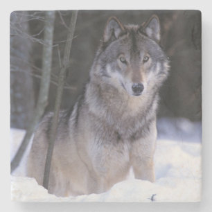 North America, Canada, Eastern Canada, Grey wolf Stone Coaster