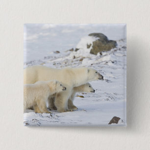 North America, Canada, Manitoba, Churchill 2 Inch Square Button