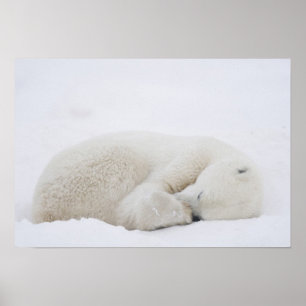 North America, Canada, Manitoba, Churchill. 3 Poster