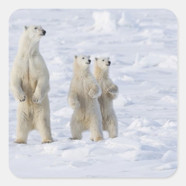 North America, Canada, Manitoba, Churchill. 5 Square Sticker (Front)