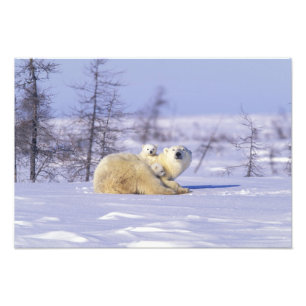 North America, Canada, Manitoba, Churchill. 9 Photo Print