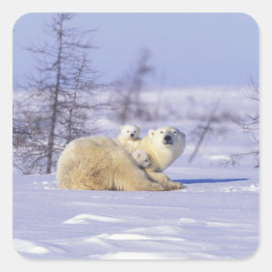 North America, Canada, Manitoba, Churchill. 9 Square Sticker