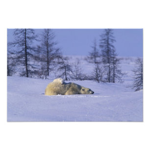 North America, Canada, Manitoba, Churchill Photo Print