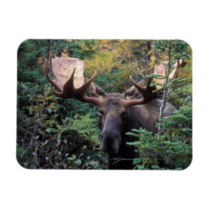 North America, Canada, Nova Scotia, Cape Breton Magnet