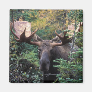 North America, Canada, Nova Scotia, Cape Breton Magnet