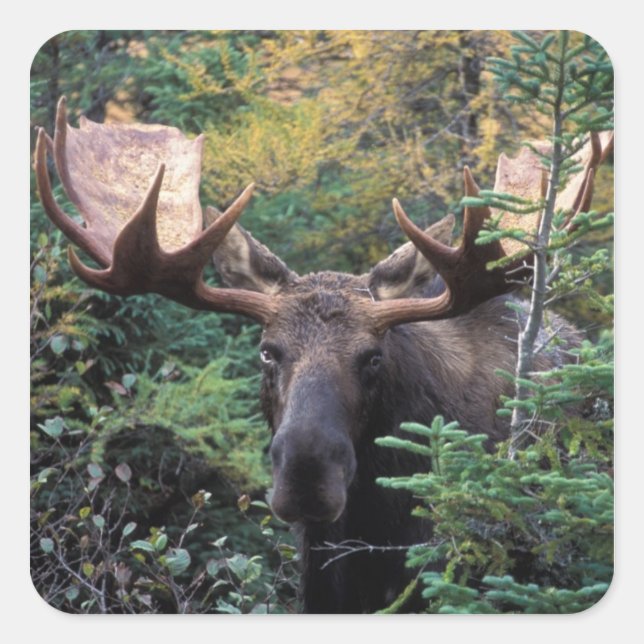 North America, Canada, Nova Scotia, Cape Breton Square Sticker (Front)