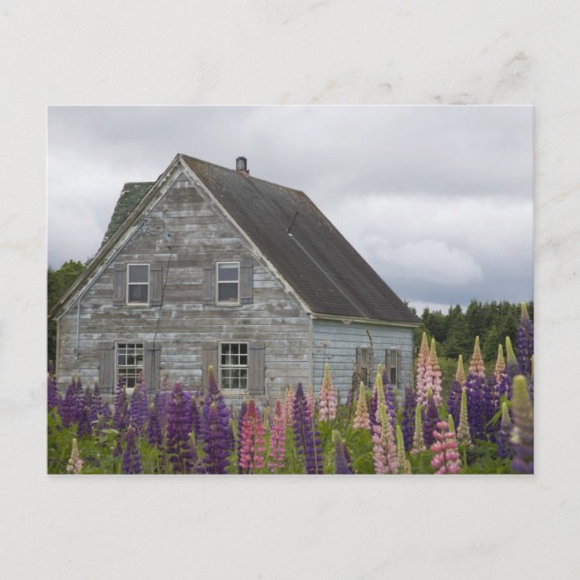 North America, Canada, Prince Edward Island, Postcard (Front)